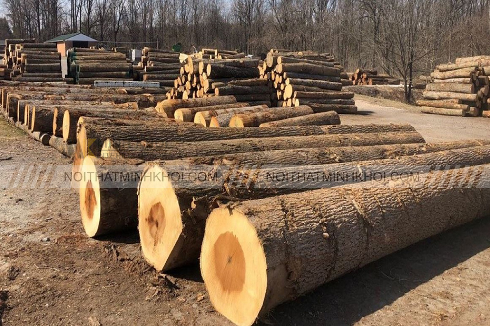 Cách phân biệt gỗ xoan đào với gỗ xoan ta