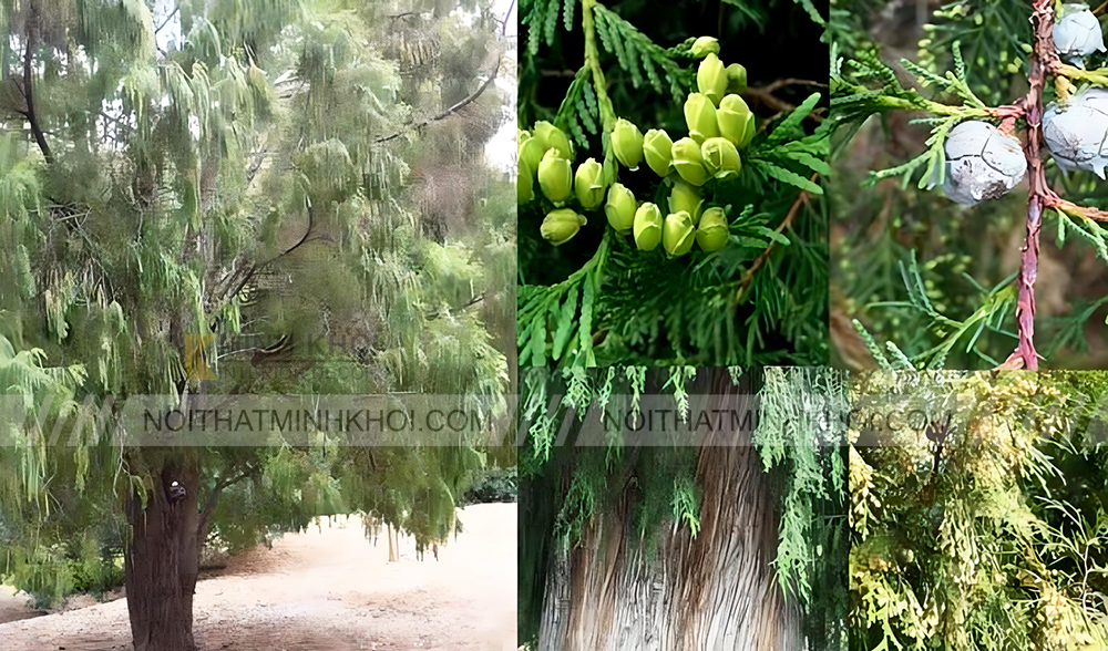 Gỗ Hoàng Đàn Là Gì? Làm Nội Thất Có Bền Và Đẹp Không?