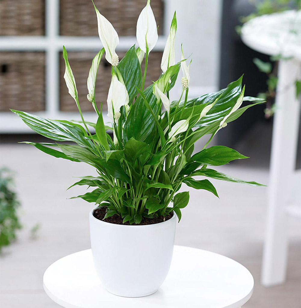5 loại cây để trên bàn ăn hợp phong thủy - Cây Lan Ý