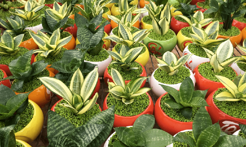 5 loại cây để trên bàn ăn hợp phong thủy - Cây lưỡi hổ
