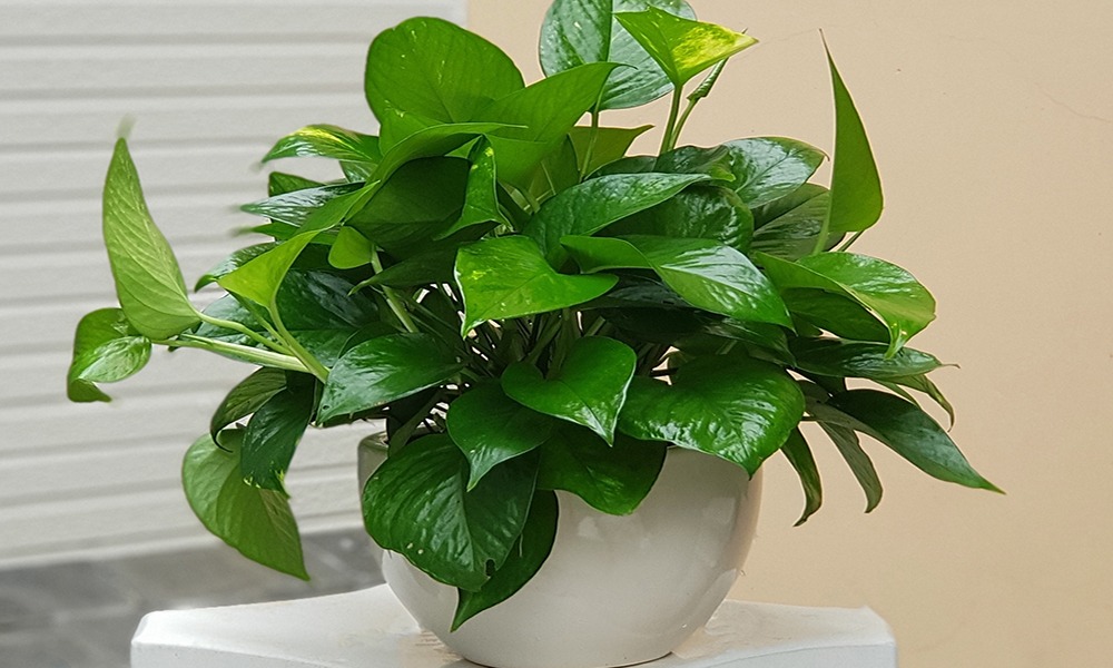 5 loại cây để trên bàn ăn hợp phong thủy - Cây trầu bà