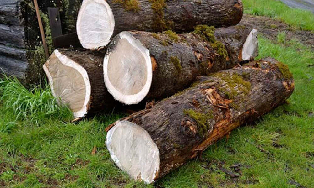 Chất liệu gỗ sồi Mỹ bền đẹp