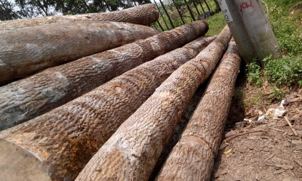 Chất liệu gỗ sồi Nga