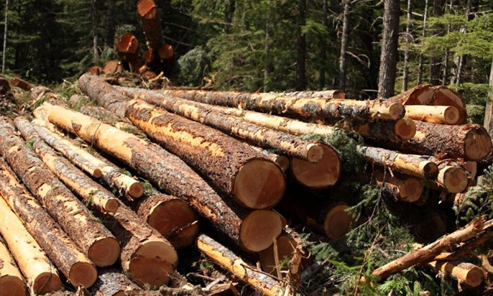 Chất liệu gỗ thường dùng để sản xuất bàn ăn cao cấp