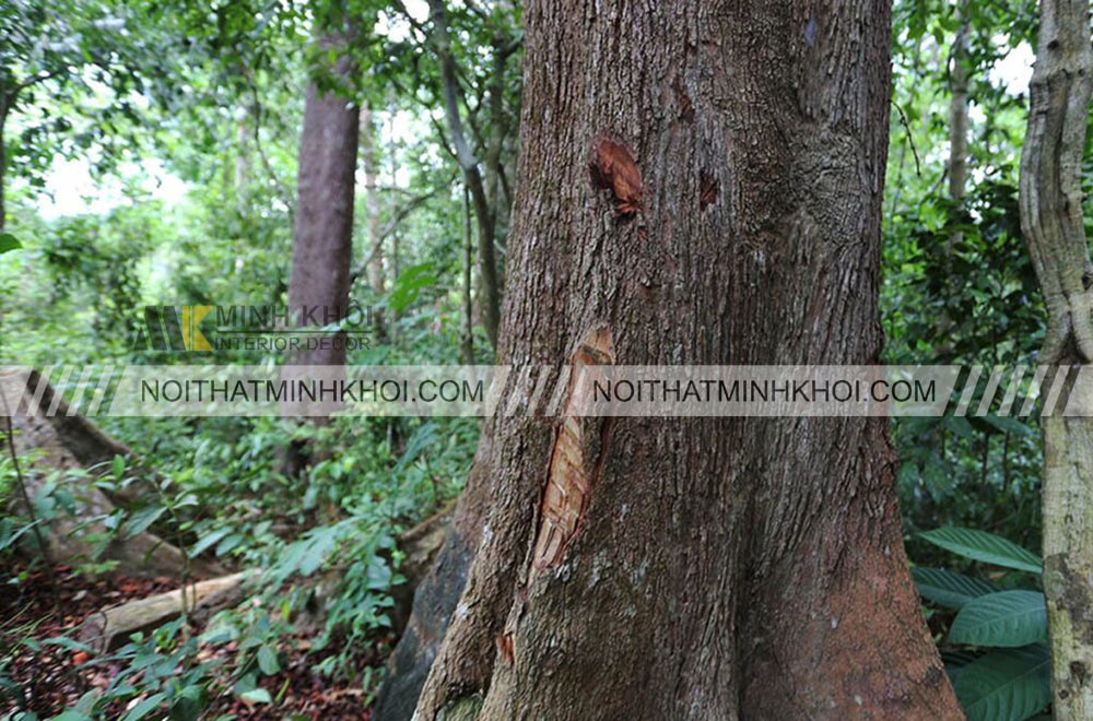 Đặc điểm sinh trưởng của gỗ căm xe