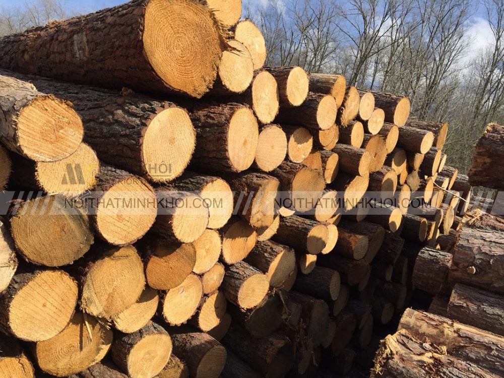 Đặc điểm gỗ hoàng đàn