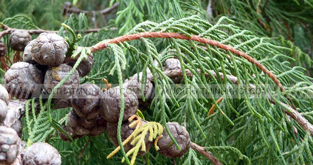 Đặc điểm gỗ hoàng đàn