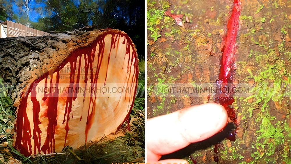 Đặc điểm gỗ huyết long