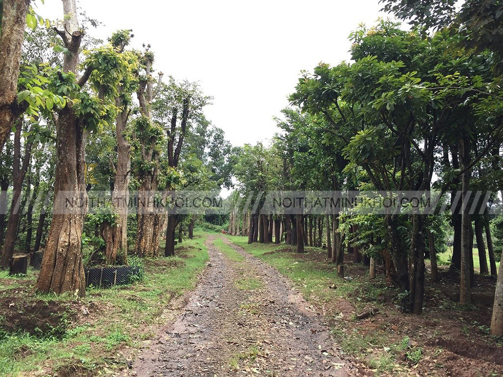 Đặc điểm và nguồn gốc của cây gỗ trắc