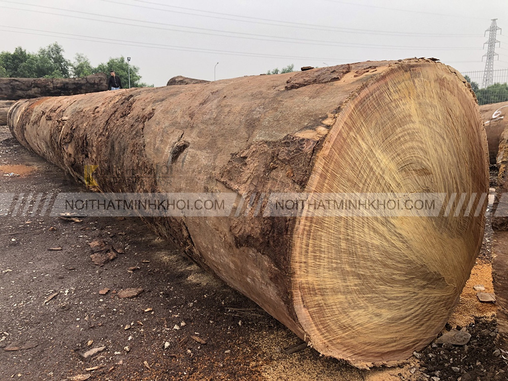 Đặc tính của gỗ lim