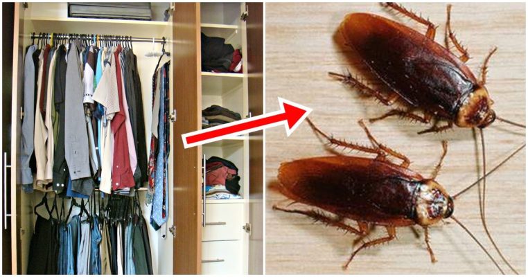 Gián rất thích sinh sống trong môi trường ẩm ướt