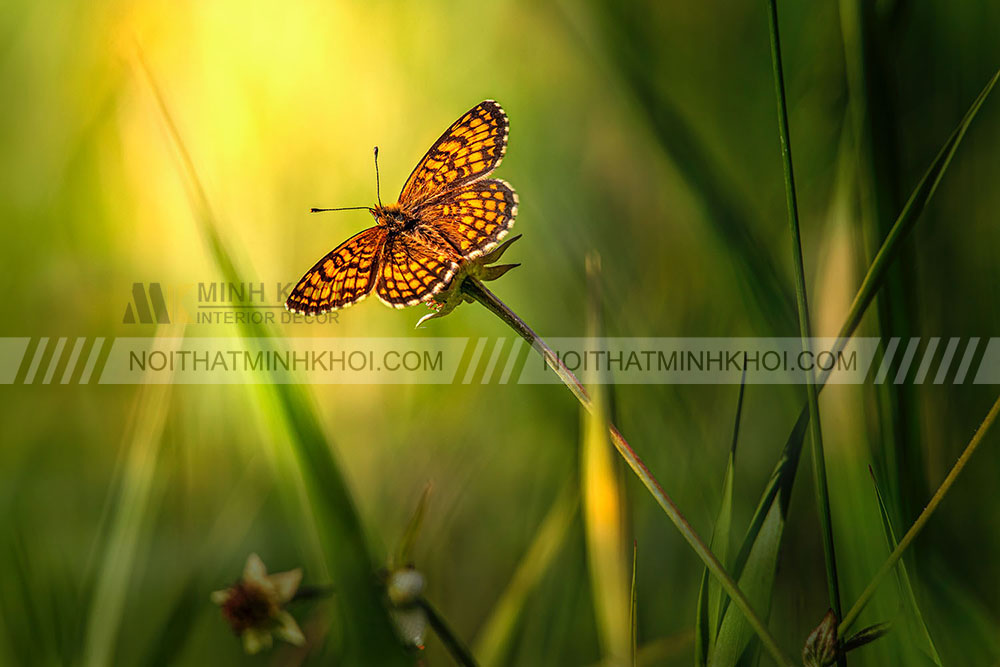 Bướm vàng đậu trên bàn thờ thần tài