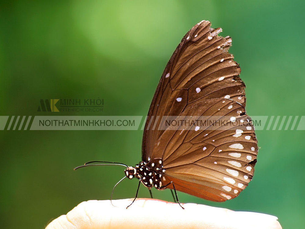 Bướm nâu đậu trên bàn thờ thần tài