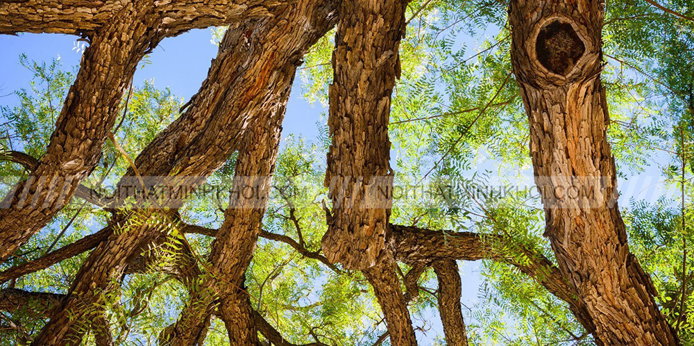 Gỗ Cẩm Lai là cây gì