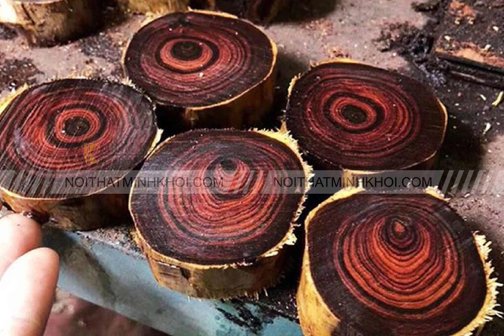 Gỗ cây hoàng đàn có mấy loại