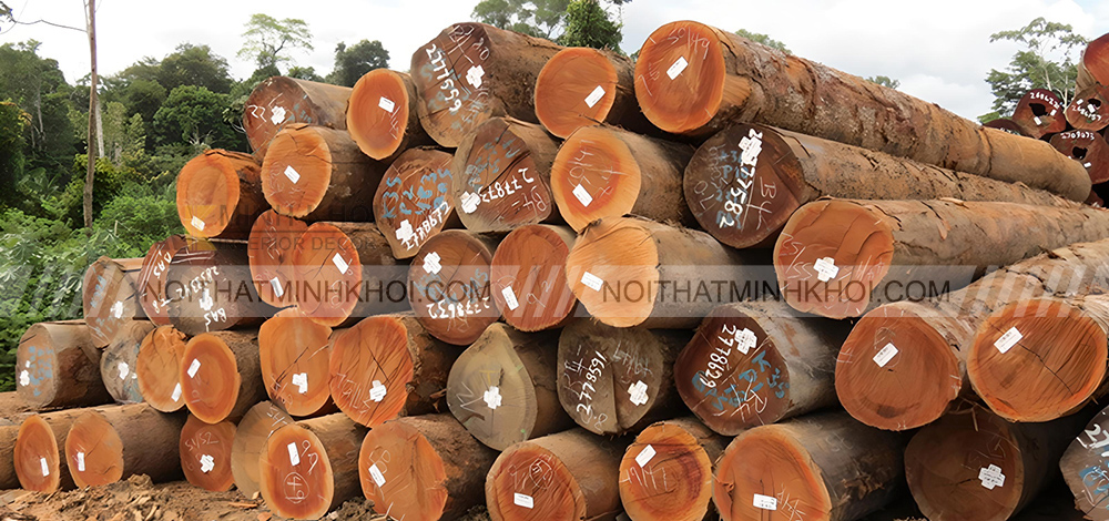 Gỗ gõ đỏ là gì