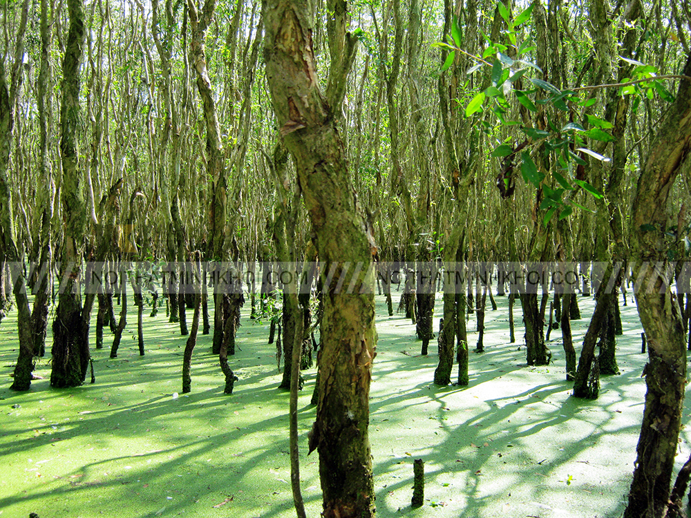 Gỗ tràm là gỗ gì