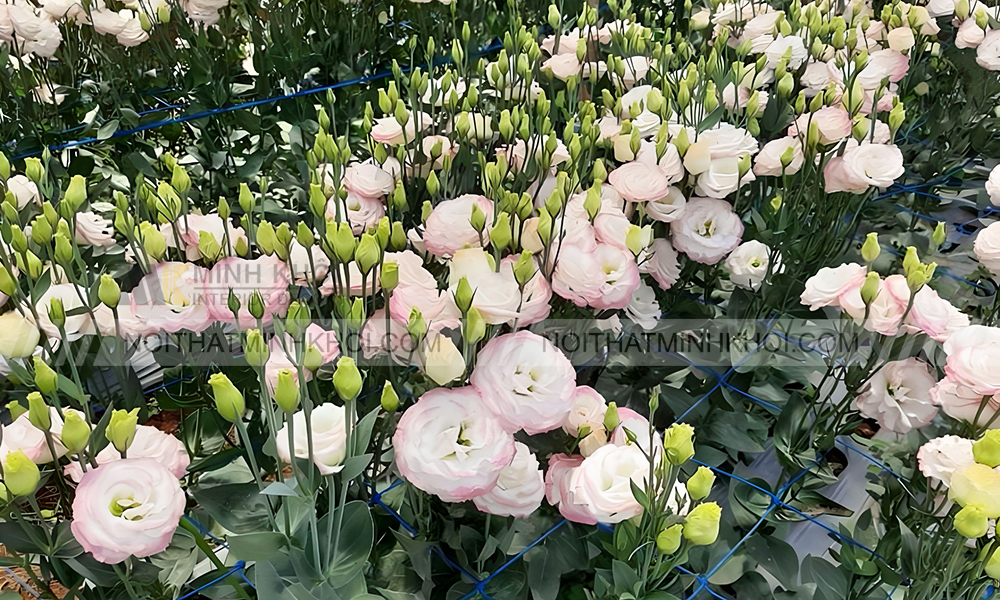 Cắm hoa cát tường để bàn thờ mang đến hạnh phúc cho gia đình