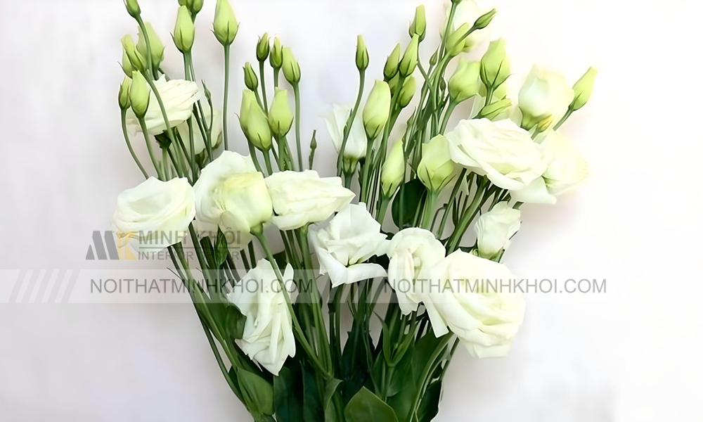 Hoa cát tường trắng để bàn thờ