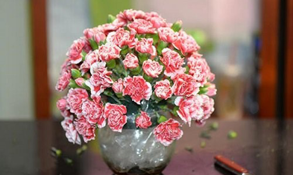 hoa để bàn ăn đẹp - Hoa Cẩm Chướng