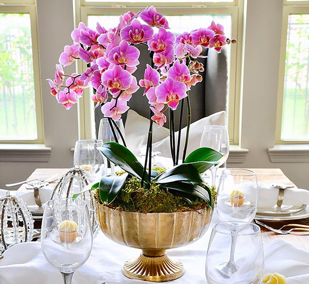 hoa để bàn ăn đẹp - Hoa phong lan