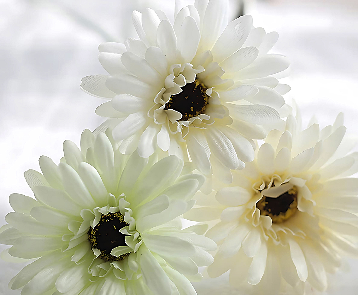 Cách Cắm Hoa Đồng Tiền Để Bàn Thờ Đẹp, Hút Tài Lộc?