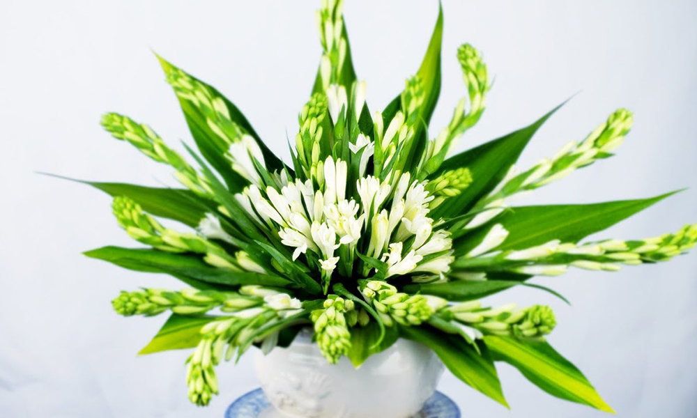 Hoa huệ trắng chưng bàn thờ