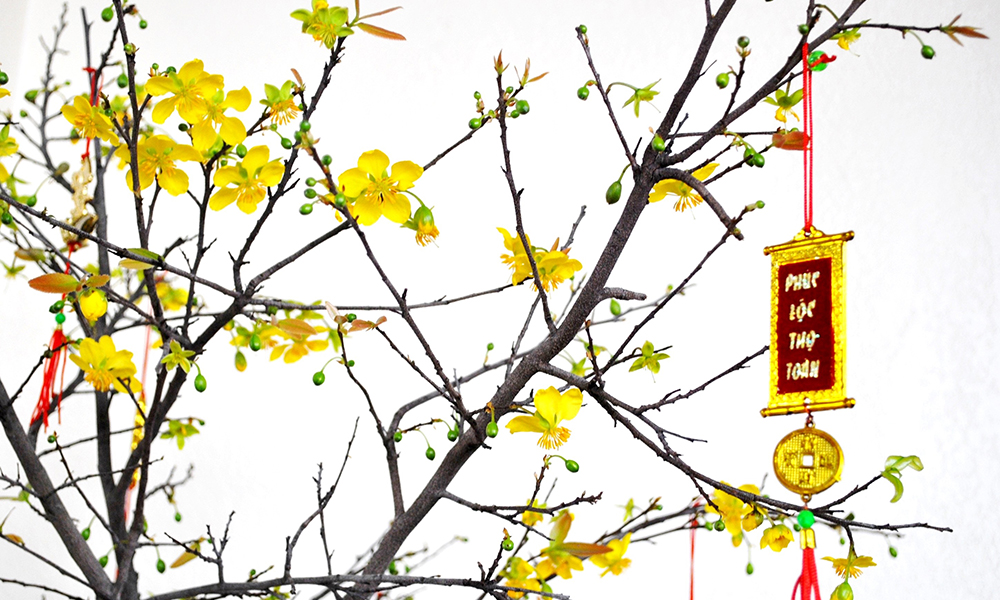 Hoa mai chưng bàn thờ ngày tết