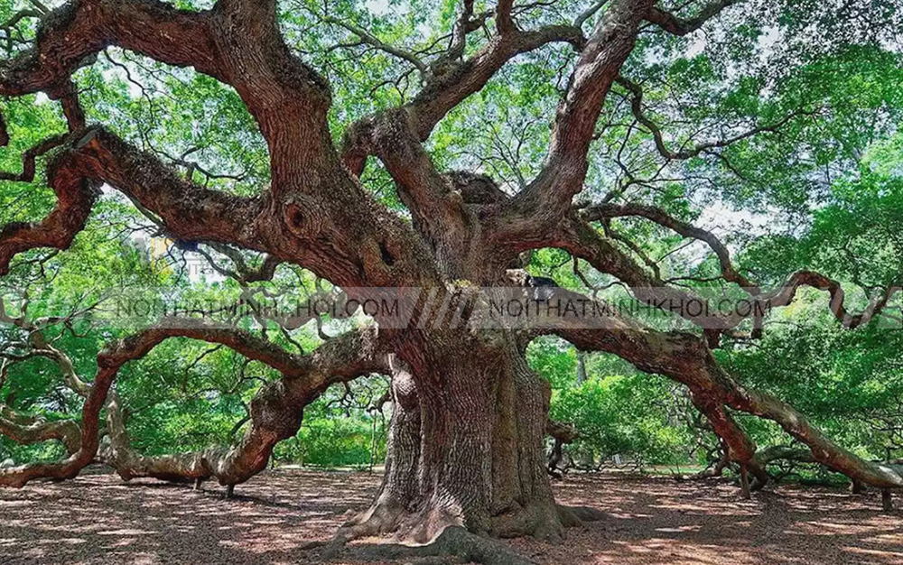 Nguồn gốc gỗ sồi