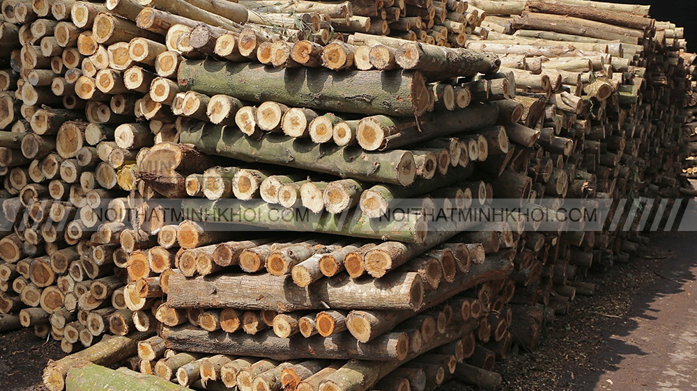 Phân loại gỗ cây tràm