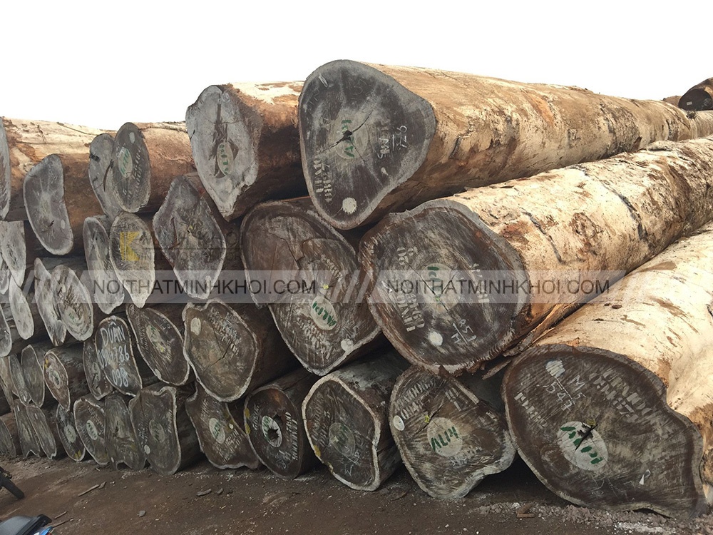 Phân loại gỗ lim