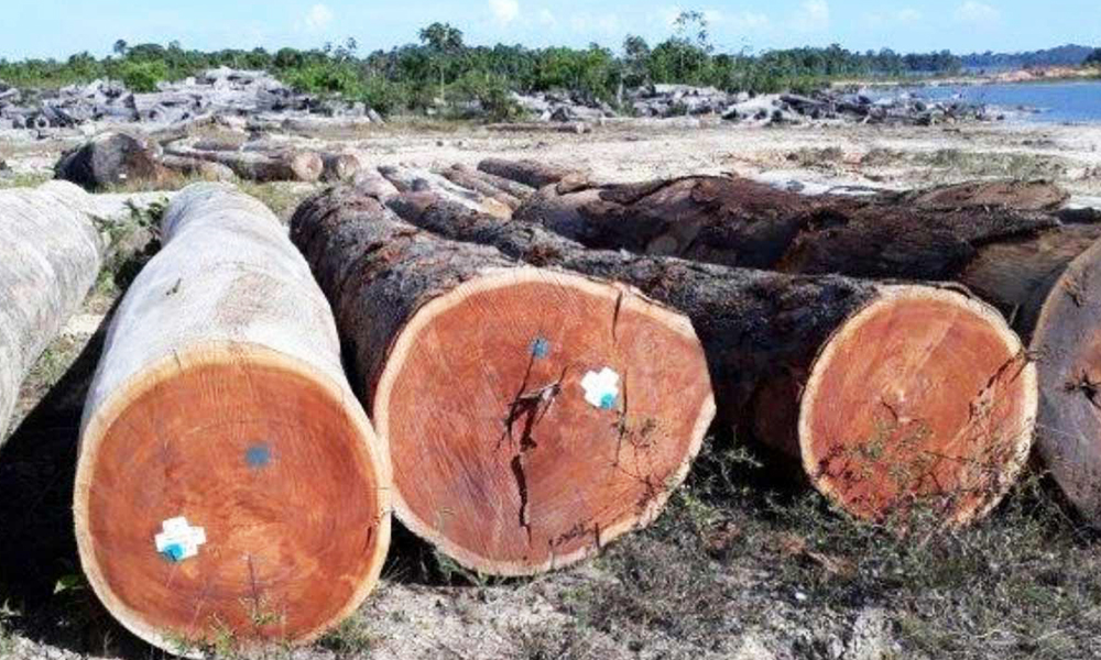 Thân cây gỗ gõ đỏ chất lượng