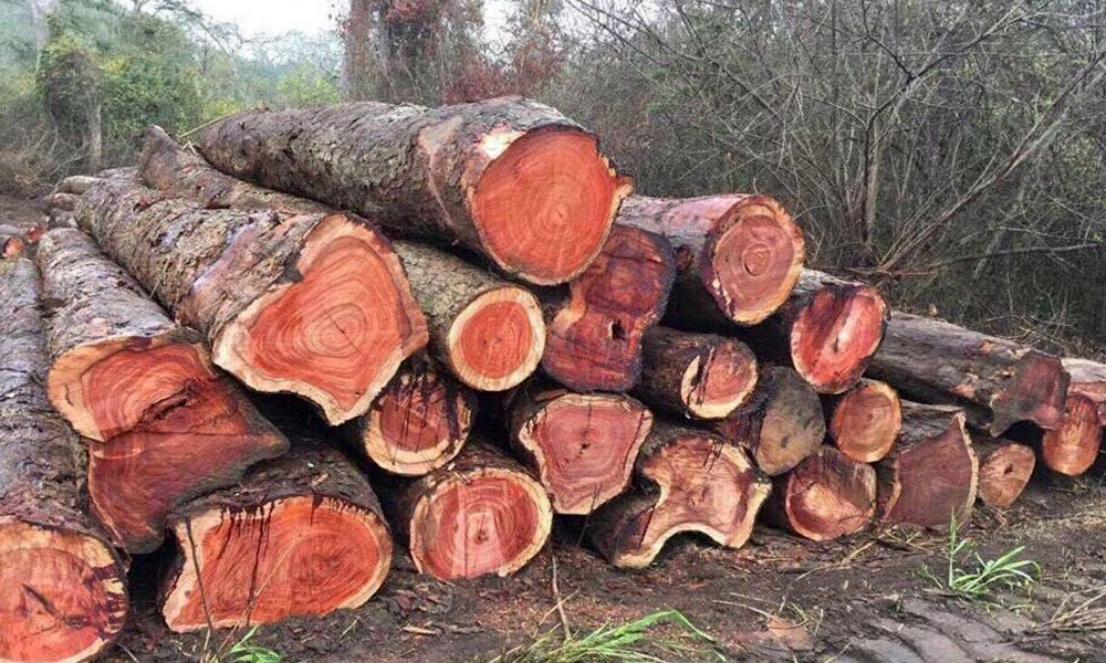 Thân cây gỗ hương đang được khai thác