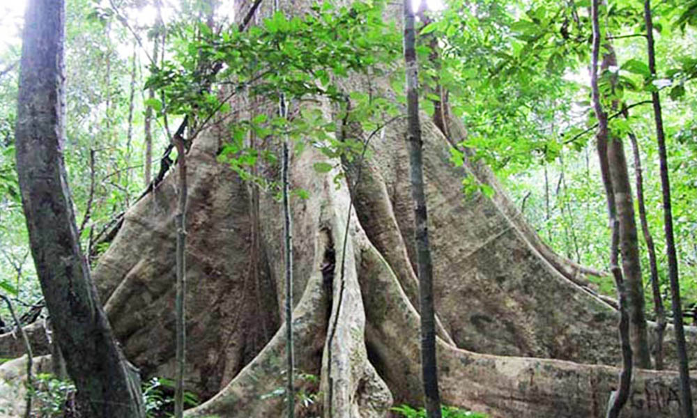 Thân cây gỗ mun lâu năm