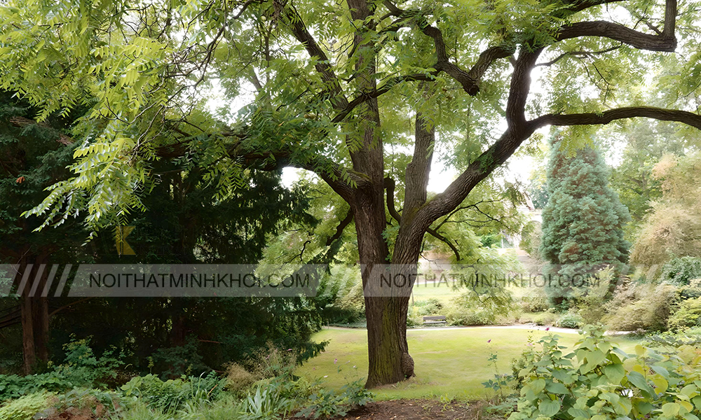 Thân cây gỗ óc chó Mỹ