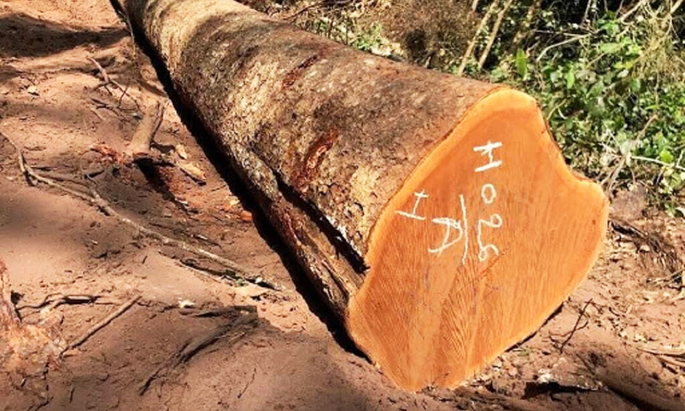 Thân cây gỗ xoan đào