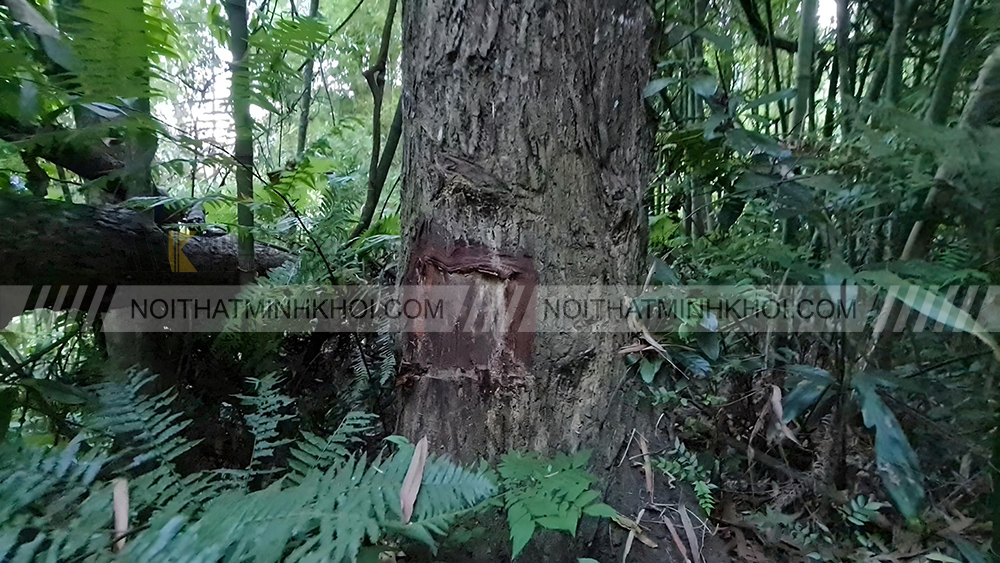 Đặc điểm hình thái cây xoan đào