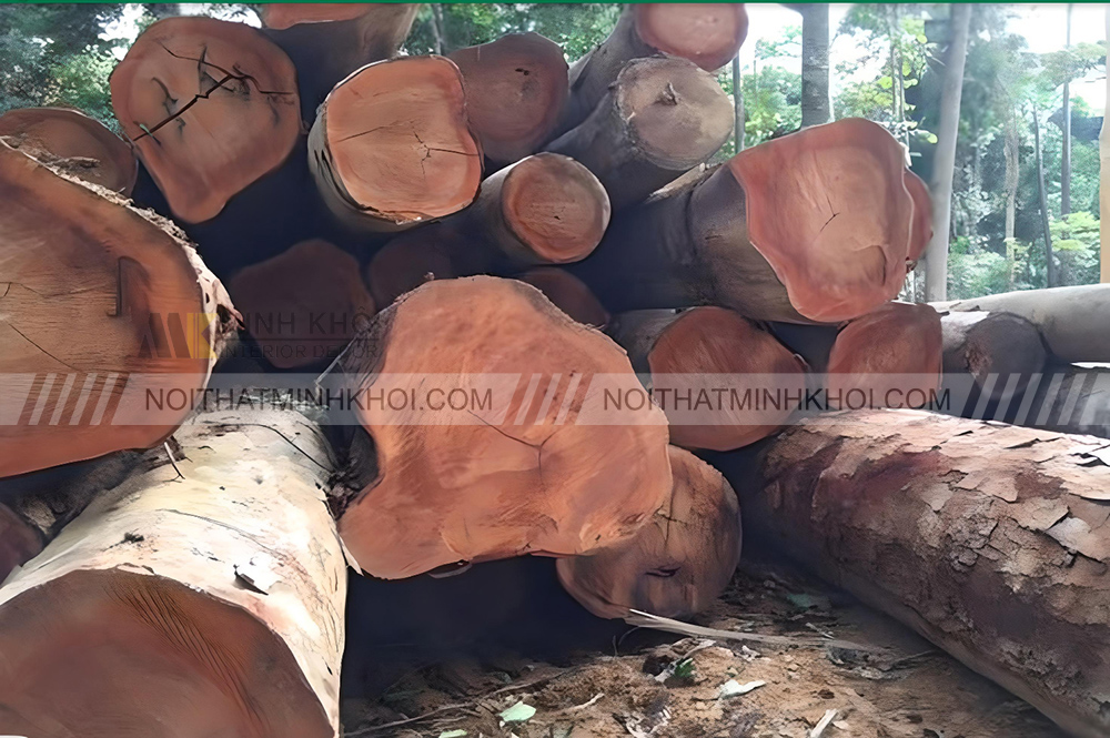 Đặc điểm sinh lý cây xoan đào