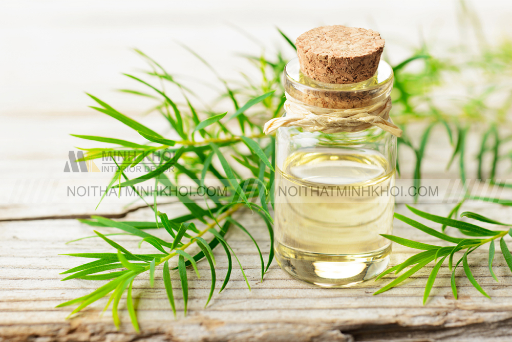 Ứng dụng của gỗ tràm trong đời sống