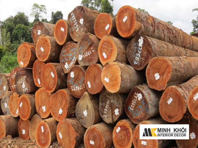 Gỗ Gõ Đỏ Là Gỗ Gì? Gỗ Gõ Đỏ Có Mấy Loại?